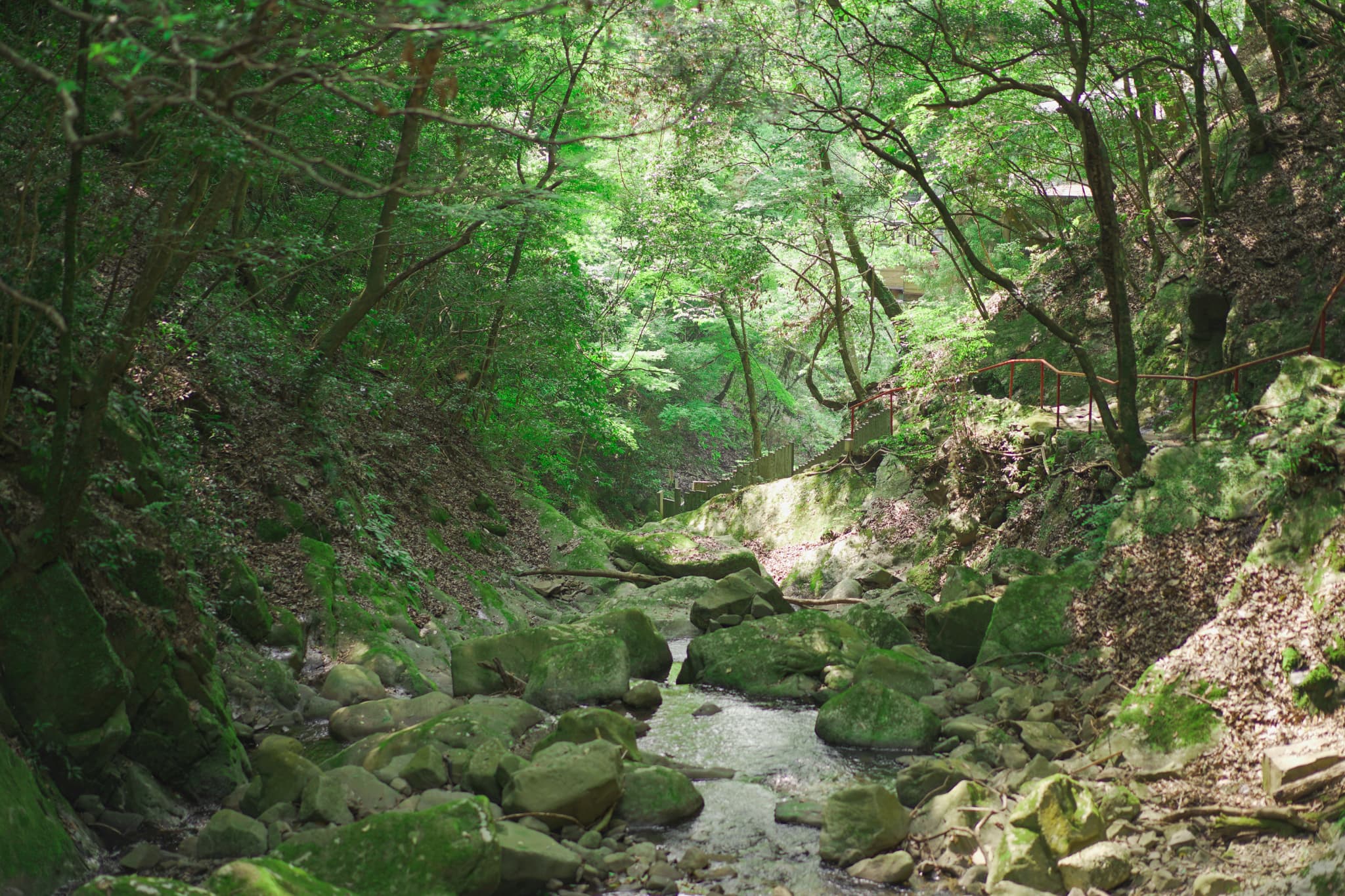 大木地区の自然